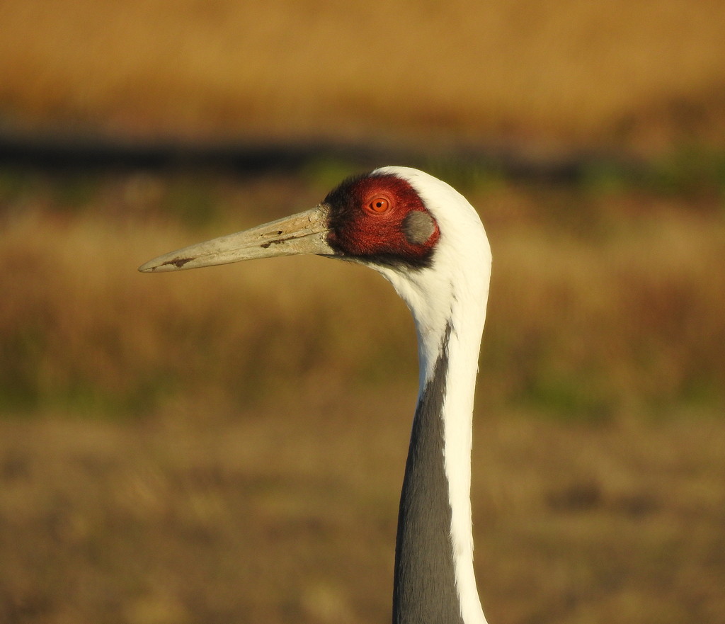 White-naped Crane portrait revealing the adult's orange eye and grey feathering covering its ear © Mark Brazil
